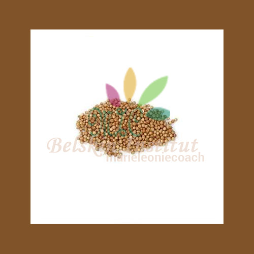 Coriandre grain - Épice